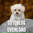 The Pluto