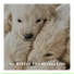 Pet Chillout Music