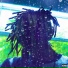 Jade Forest feat. Mauzy Music