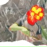 FANISKAL