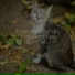 Cat Music, Music For Cats, Music For Cats TA