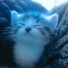 iseethesky, whisvix