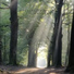 Walking through the Forest