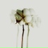 Dionaea