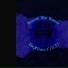 DeFlinnイルカ