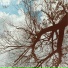 Evergreen Dream