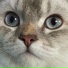 canbounce