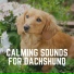Calm Dog Music