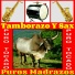 Tamborazo y Sax