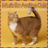 Cat Music Zone, Cat Music Dreams