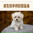 狗狗安眠曲, 小宠物音乐