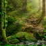ASMR Forest Sounds