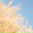 治愈纯音