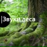 Хорошие звуки для ума и тела, Звуки леса