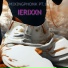 IERIXXN, Yxung Lxrd