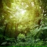 ASMR Trees Blowing in the Wind