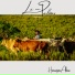 Henrique Abero, Guilherme Collares