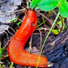 ACORN
