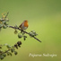 Pájaros En El Bosque