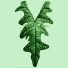 Tyfera