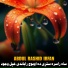 Abdul Rashid Irfan