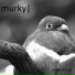Murky