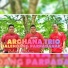 Arghana Trio