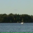 flyingfish