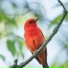 ASMR Birds in the Forest