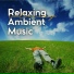 Calm Music
