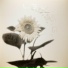 L.S.G., Oliver Lieb