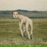 THORNAPPLE