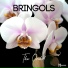 Bringols