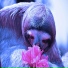 Sleepy Sloth