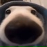 iiuq