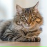 Cat Music Experience, RelaxMyCat, Cats Music Zone