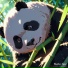 Bamboo Tapes