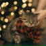 Cat Relaxing Master