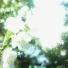 Sh4med