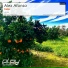 Alex Afonso