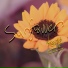 Kang