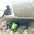 lazycat92