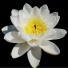 Wstern Cvilization