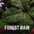 Rainforest Sounds
