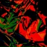 I Project