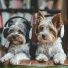 Dog Music, Music For Dogs, Dog s Music