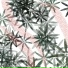 Morganite Fantasy