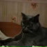 fafinocka