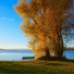 Tom Maynard, Key of Tree