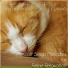 RelaxMyCat, Cat Music Dreams, Cat Music Therapy